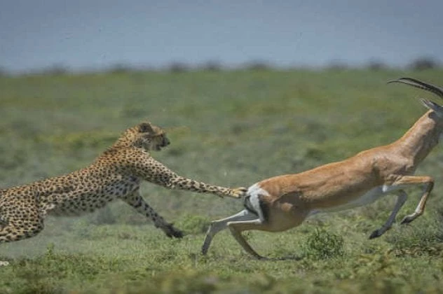 Εκπληκτικό βίντεο: Γαζέλα δέχτηκε επίθεση από ένα τσιταχ – Δείτε τι έκανε!